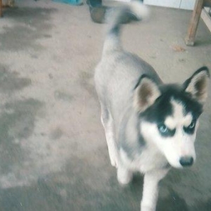 adı Lusi cinsiyeti qiz,3aylig,Türkiye'den getirmisen,,ev itidi,satiram