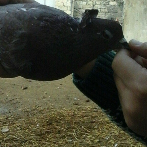 qirmizi kekilli super quwdu 1 saatdan tez asagi duwmur quwdarnan qaldi