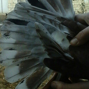 qirmizi kekilli super quwdu 1 saatdan tez asagi duwmur quwdarnan qaldi