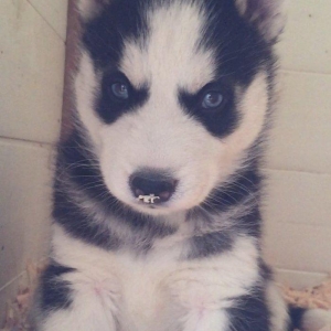 Salam temiz xaski balası satılır 1 ay 13 günlük qurd dermanı verilib 1