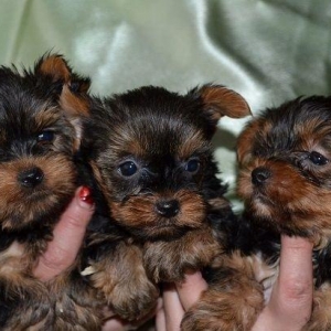 Дети Йоркширского терьера 4 девочки и 2 мальчика.Дети Йоркширского