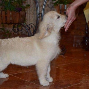 Золотые ласковые щенки золотистого ретривераДокументы КСУ, клеймо,