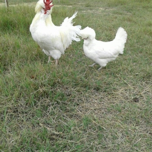 Ag brama gold blac bule sultan gold ag rahibe cuceleri satilir heresin