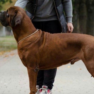 Корейские мастифыПодрощенные щенки корейского мастифа.