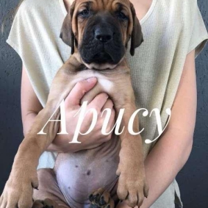 Щенки тоса ину (японский мастиф)Любите собак и планируете завести