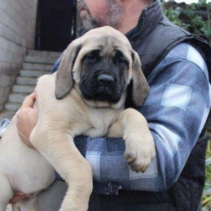 Продам щенков Английского мастиффаЩенки английского мастиффа Дата