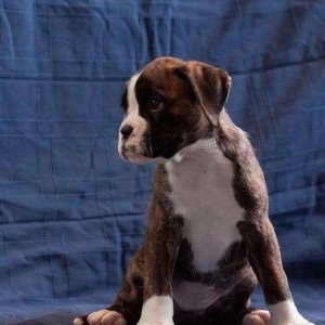 Щенки Боксера 19 сентября 2017 года родились щенки немецкого