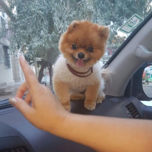 Tecili! Pameranski Spis butun senedleri ile esyalari ile birge 800 man