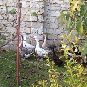 sort qaz və ördəklərin satısı10-20 azn      