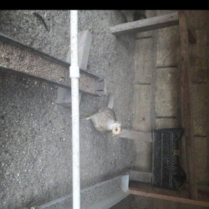 gumusu 1 fere 1 xoruz 200 AZN 
limonnu xoruzlari  