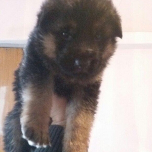 nemeckie ovcarki.krasivie,uxojenie.im pocti mesac.rodilis 23 noyabra.