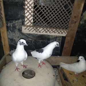 quşlar satilir. 24denedi beş denesin cixmag sertiyle hamsi yeke lelekl