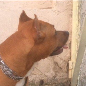 Satiram 1 yaw 4 ay 250 azn  erkey  real alana awagi eliyecem... noqte