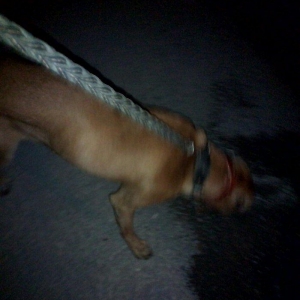 pitbul 8ayinin icindedi yaxwi baxilib qiymetde endirimde ederiy