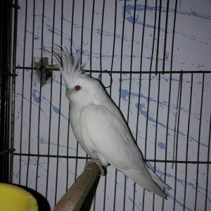 11 aylig ag albinos karella satilir.saglam quwdu.tek oldugu ucun satir