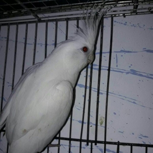 11 aylig ag albinos karella satilir.saglam quwdu.tek oldugu ucun satir