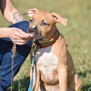 Стаффордширский терьерПлановый помёт, есть мальчики и девочки,