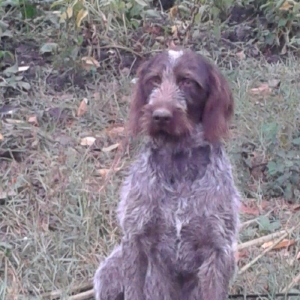 Ela öyredilmiş Dratxar temiz alman ov iti. Balaca küçük olandan beri