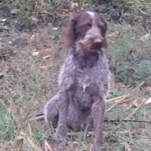 Ela öyredilmiş Dratxar temiz alman ov iti. Balaca küçük olandan beri
