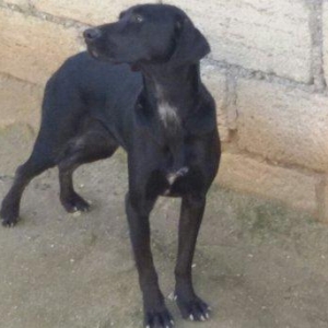 salam.ov tulasi satilir.4, 5 aylqidi.saqlam super itdi.aqili mehriban