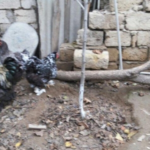 Bramalar satılır. Sağlamdılar. 1 xoruz, 4 toyuq. Toyuqlar hal hazırda