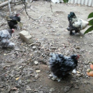 Bramalar satılır. Sağlamdılar. 1 xoruz, 4 toyuq. Toyuqlar hal hazırda