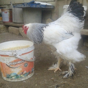 Temiz qan Light brama xoruzlari.
7 ayliq esl damaz