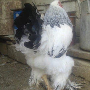 Temiz qan Light brama xoruzlari.
7 ayliq esl damazliq xoruzlar. Ata