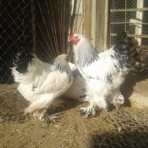 Temiz qan Light brama xoruzlari.
7 ayliq esl damazliq xoruzlar. Ata