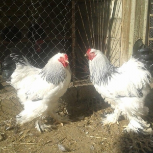 Temiz qan Light brama xoruzlari.
7 ayliq esl damazliq xoruzlar. Ata