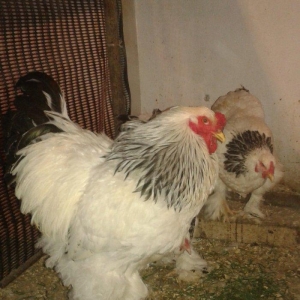 Temiz qan Light brama xoruzlari.
7 ayliq esl damazliq xoruzlar. Ata