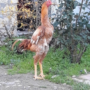 8 ayi tamam olmuyub hele atasi filippindi anasi tu