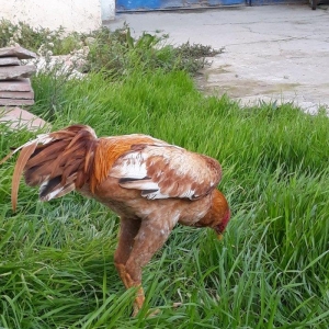 8 ayi tamam olmuyub hele atasi filippindi anasi turkdu atasi meydan xo