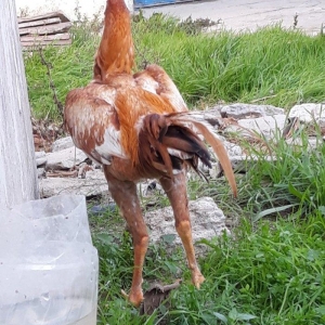 8 ayi tamam olmuyub hele atasi filippindi anasi turkdu atasi meydan xo