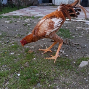 8 ayi tamam olmuyub hele atasi filippindi anasi turkdu atasi meydan xo