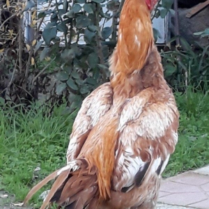 8 ayi tamam olmuyub hele atasi filippindi anasi turkdu atasi meydan xo