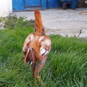 8 ayi tamam olmuyub hele atasi filippindi anasi turkdu atasi meydan xo