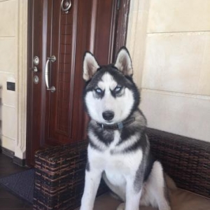 Хаски , 15 декабря будет год . купил 1,5 месяцный. Не могу ухаживат ,