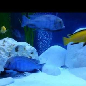 Delfin malavi golunun baligi yerli artim 6sm bunda