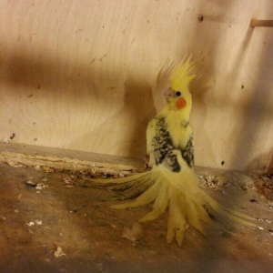 Temiz qan nadir tapilan Daqistan sortu erkey 2 ayl