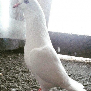 Erkey qusdu qusa sohbet yoxdu retqi olan bişeyerd