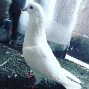 Erkey qusdu qusa sohbet yoxdu retqi olan bişeyerdendi melum meseldi uç