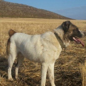 Salam. It satlir qurd basardi ela davasir var it. Goycaydadi.