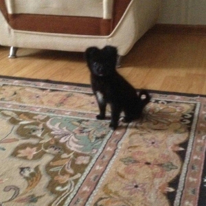 Pomerian spic lisa 3 ayliq diwidi Cox shirin oynagandi qetiyyen evi ba