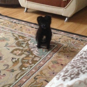 Pomerian spic lisa 3 ayliq diwidi Cox shirin oynagandi qetiyyen evi ba