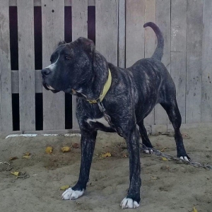 SORTU Staf 350 manata satiram   vatsap ile de maraqlana