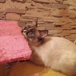 отдам кошку в добрые любищие руки.ангорка смешанная с сиамской. 7-8 ме