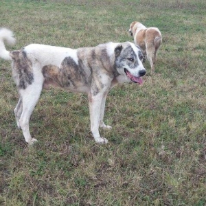 qoroc linasi dagistaniski qurd basar fikiri ciddi olan narahat etsin