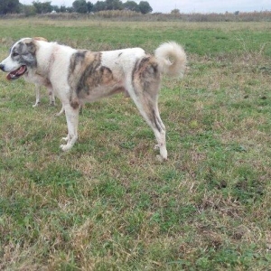 qoroc linasi dagistaniski qurd basar fikiri ciddi olan narahat etsin
