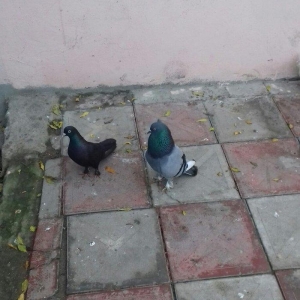 goy badam kelek aqebed erkek satilir ya barter olu